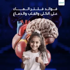 فوائد فلتر الماء على الكلى والقلب والدماغ